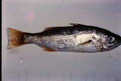 Seriphus politus