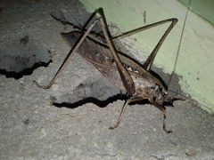 Mecopodinae