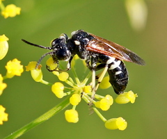 Tenthredo bifasciata violacea