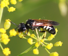 Tenthredo bifasciata violacea