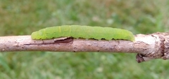 Orthosia cerasi