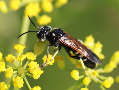 Tenthredo bifasciata violacea