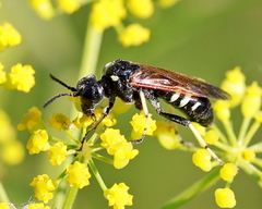Tenthredo bifasciata violacea