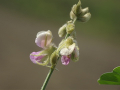 Tephrosia villosa