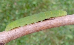 Orthosia cerasi