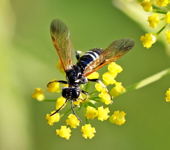 Tenthredo bifasciata violacea