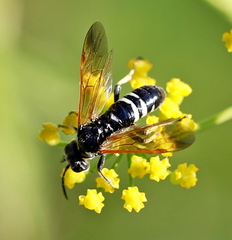 Tenthredo bifasciata violacea