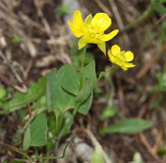 Ranunculus hybridus