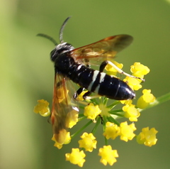 Tenthredo bifasciata violacea