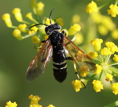 Tenthredo bifasciata violacea