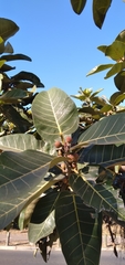 Ficus trichopoda