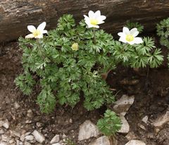 Anemonoides baldensis