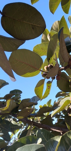 Image of Ficus trichopoda by (c) Rosemary Harrison, some rights reserved (CC BY-SA)