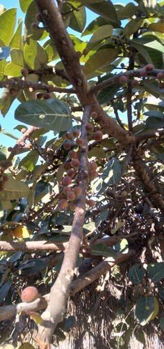 Image of Ficus trichopoda by (c) Rosemary Harrison, some rights reserved (CC BY-SA)