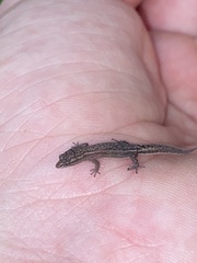 Sphaerodactylus nicholsi