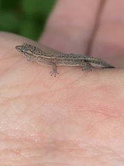 Sphaerodactylus nicholsi