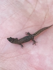 Sphaerodactylus nicholsi