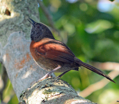 Synallaxis erythrothorax