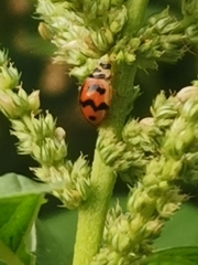 Cheilomenes sexmaculata