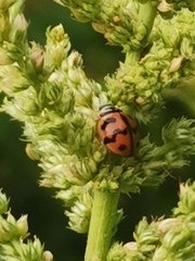 Cheilomenes sexmaculata