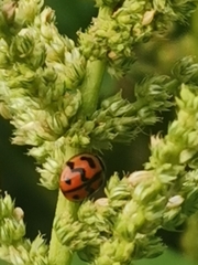 Cheilomenes sexmaculata