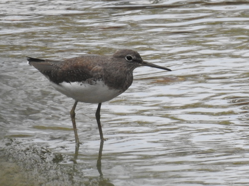 Tringa ochropus