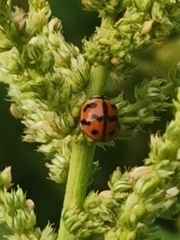 Cheilomenes sexmaculata