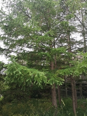 Larix kaempferi