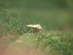 Urentius hystricellus