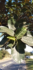 Ficus trichopoda