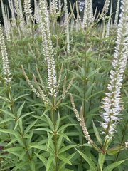 Veronicastrum