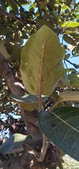 Ficus trichopoda