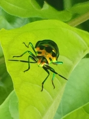 Chrysocoris stollii