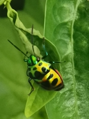 Chrysocoris stollii