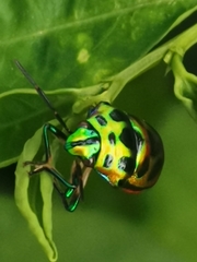 Chrysocoris stollii