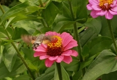 Macroglossum stellatarum