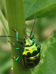 Chrysocoris stollii