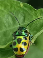 Chrysocoris stollii