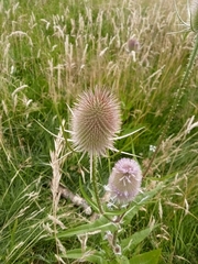 Dipsacus fullonum