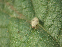 Urentius hystricellus