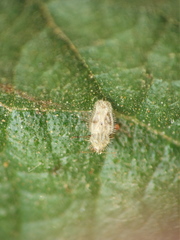 Urentius hystricellus