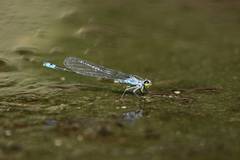 Paracercion calamorum