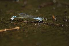 Paracercion calamorum