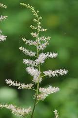 Astilbe microphylla