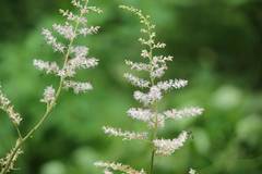 Astilbe microphylla