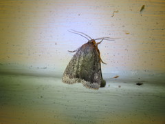 Amphipyra glabella