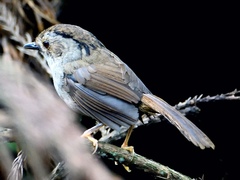 Schoeniparus brunneus