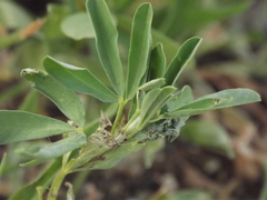 Crotalaria medicaginea