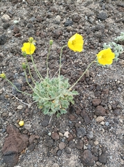 Papaver microcarpum