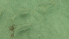 Umbrina roncador